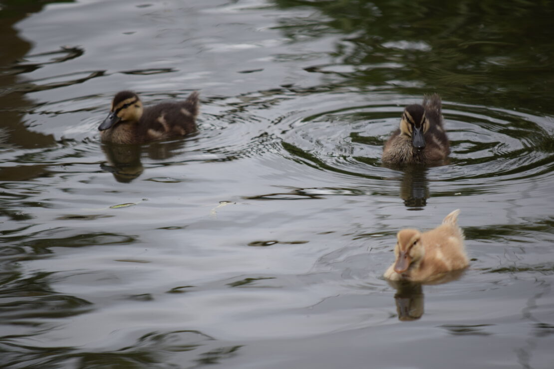 Juvenile Ducks
