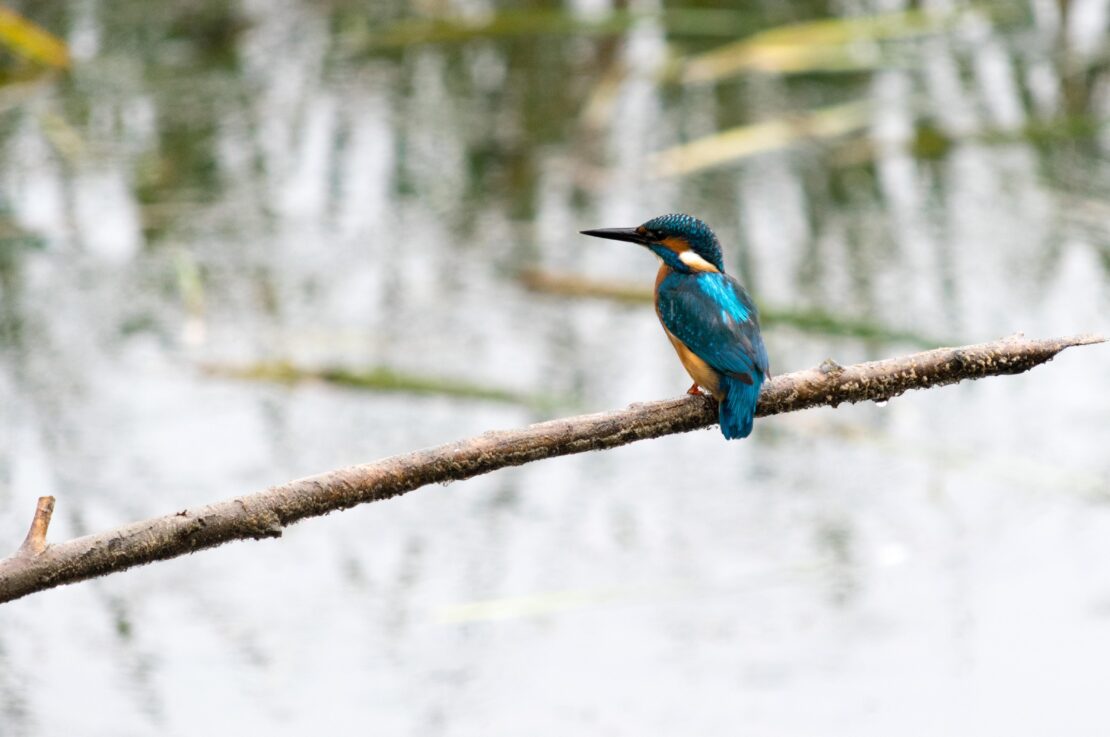 Kingfisher