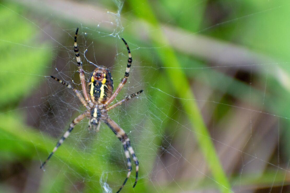 Wasp Spider