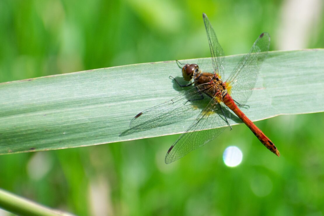 Common Darter Dragonfly