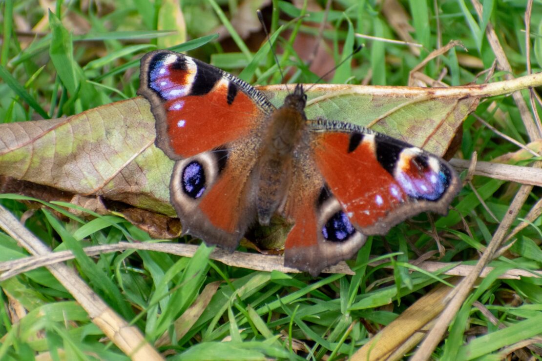 Peacock butterfly