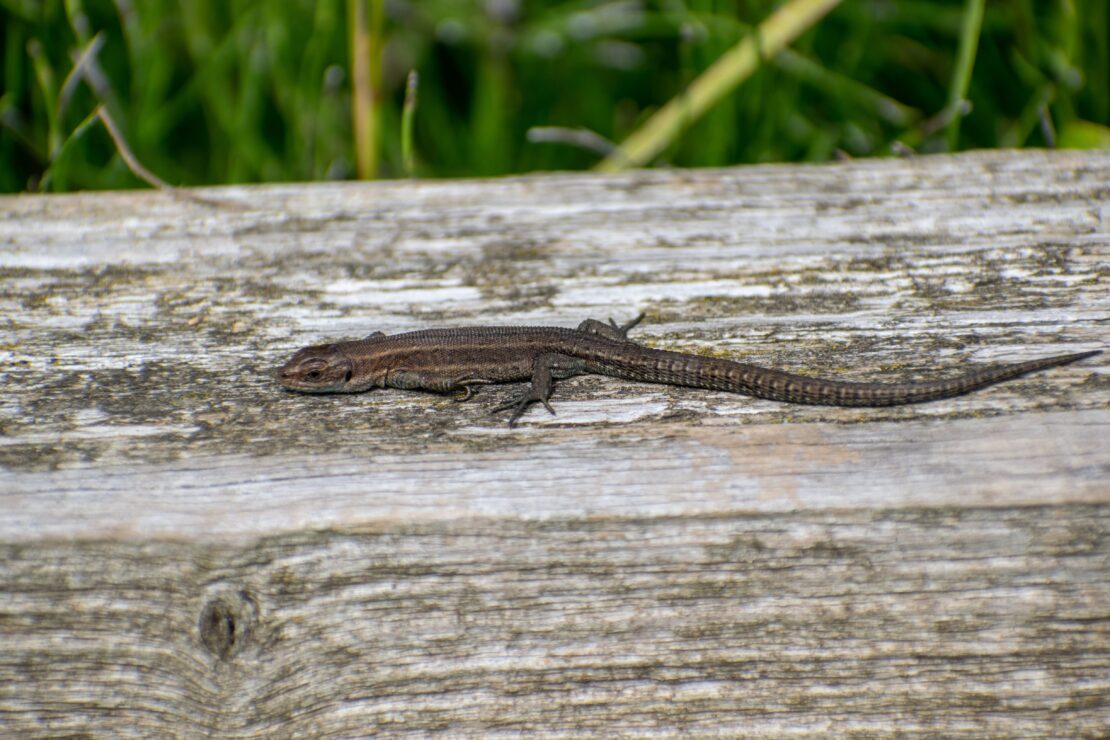 Common Lizard